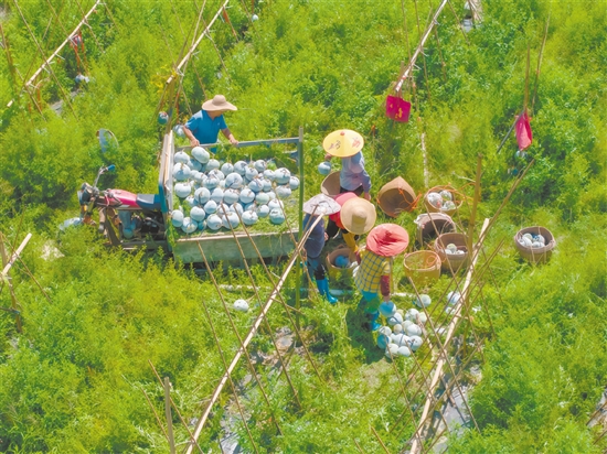 6月，開平市蒼城鎮(zhèn)潭碧冬瓜種植專業(yè)合作社成功獲準(zhǔn)使用“潭碧冬瓜”地理標(biāo)志專用標(biāo)志。