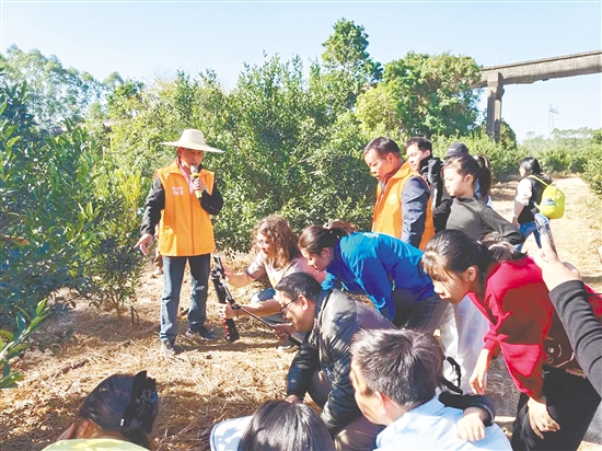 孩子與家長走進果園，了解陳皮柑的種植流程。