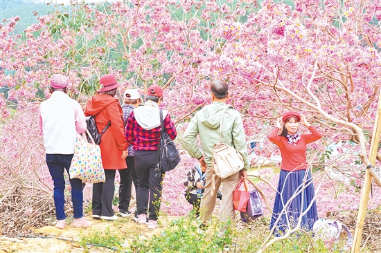 元旦假期，共和鎮(zhèn)來蘇鴻園景區(qū)的紫花風鈴花海絢爛綻放，成為市民、游客賞花觀景的熱門目的地。
