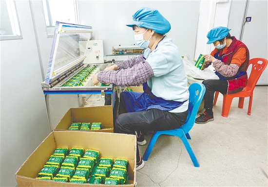 米倉村是恩平簕菜這一國家農(nóng)產(chǎn)品地理標(biāo)志保護(hù)產(chǎn)品的核心產(chǎn)區(qū)。圖為工人在手工制作簕菜茶。