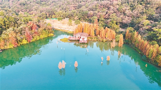 新會(huì)石澗公園的落羽杉悄然換上“紅裝”，絢爛的色彩和湖光山色相映成趣。