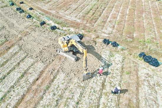 眼下正值魔芋收獲季，四九鎮(zhèn)的田間地頭一派忙碌景象。