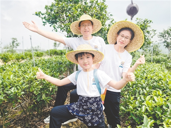 在“一起趣采茶”周末營中，一家三口展示采茶時(shí)的樂趣。