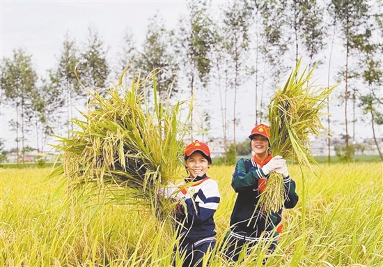僑園路小學(xué)把課堂延伸到田野，讓學(xué)生們體驗(yàn)割禾。