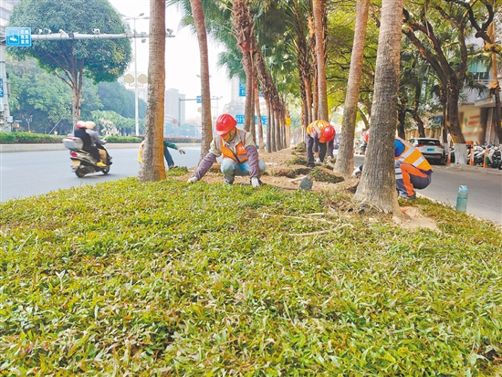 新會城區(qū)啟動草皮更換工程，綠化景觀將得到有效改善。