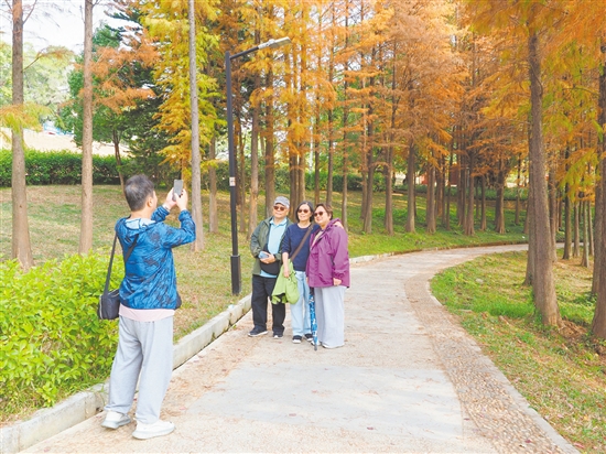 市民在落羽杉林間拍照，隨手便可拍出“大片”。