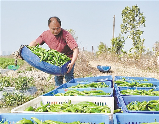 四九鎮(zhèn)種植的辣椒品質好，產量也穩(wěn)步提升。