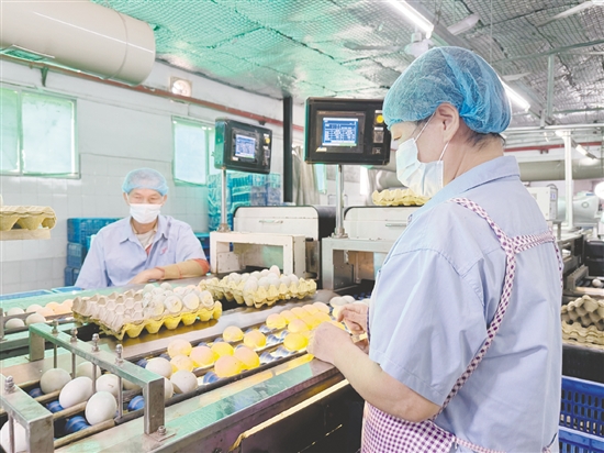 龔邊村推動(dòng)咸蛋特色產(chǎn)業(yè)做大做強(qiáng)。