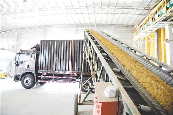 金黃的稻谷通過(guò)傳送帶運(yùn)往糧食烘干處，大大節(jié)省人力。