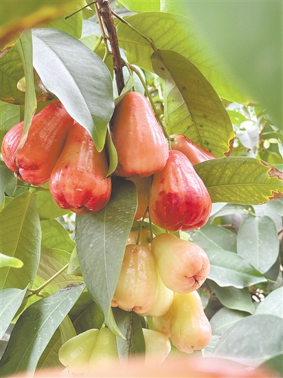 蓮霧紅得透亮。