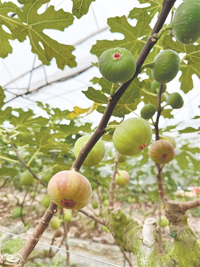 成熟無(wú)花果掛滿枝頭。