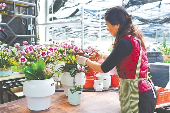 基地負(fù)責(zé)人黃彬蓮正忙著搭配年宵花盆栽。