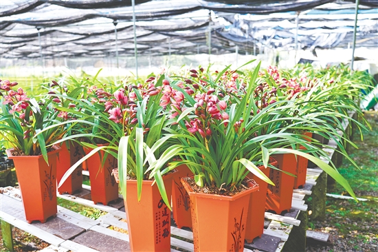 址山鎮(zhèn)蘭花種植基地的蘭花競相綻放。