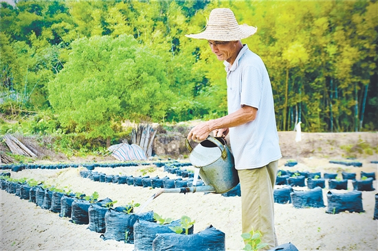 2025年，鶴山市粉葛種植面積為373.33公頃（5600畝），產量約1.15萬噸，年產值約0.71億元。