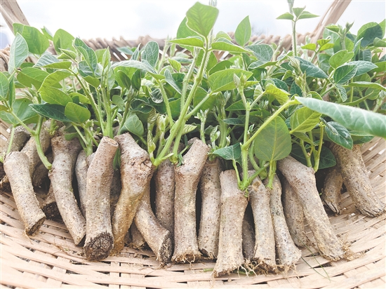 雙合鎮(zhèn)的粉葛種植歷史悠久，全鎮(zhèn)粉葛種植面積達286.67公頃(4300畝)。