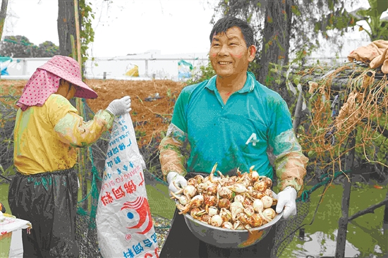 農(nóng)戶剛采收的慈姑圓潤飽滿。