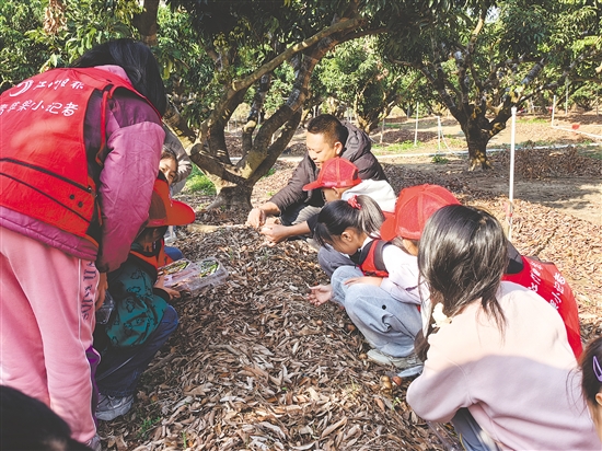 小記者們在工作人員的指導下嘗試采摘紅松茸。