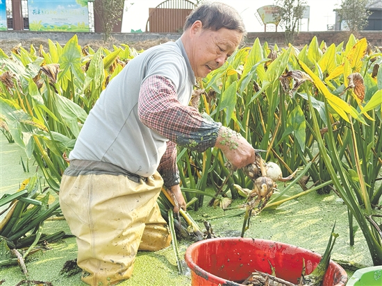 基頭村村前幾片淺水塘綠意盎然，慈姑長勢喜人。