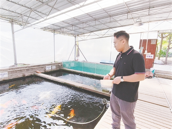 此次出口歐盟，讓開平錦鯉真正走向世界，瑞鱗水產(chǎn)更是憑借出口資質(zhì)，為江門、開平10余家傳統(tǒng)觀賞魚養(yǎng)殖場提供檢疫、出口服務(wù)，讓本土養(yǎng)殖場的錦鯉身價(jià)倍增，為鄉(xiāng)村振興注入新活力。