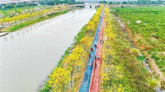 英洲海碧道沿岸的黃花風鈴木繁花似錦。