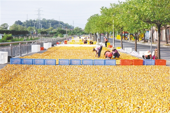 近年來(lái)，茶坑村大力推進(jìn)“百千萬(wàn)工程”，推動(dòng)農(nóng)文旅深度融合，實(shí)現(xiàn)產(chǎn)業(yè)興旺。