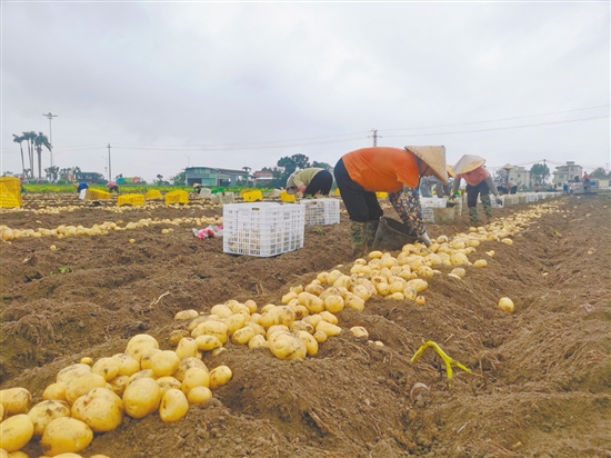 冬種馬鈴薯豐收。