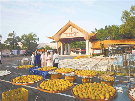 新會陳皮連續(xù)三年位列“中國區(qū)域農(nóng)業(yè)產(chǎn)業(yè)品牌影響力指數(shù)”首位。