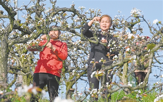 圖為3月11日，村民在重慶市永川區(qū)尖山村給梨花進行人工授粉。