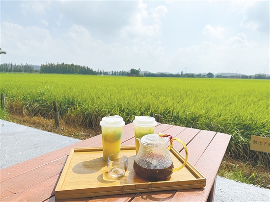 慕禾咖啡館坐擁270度無(wú)遮擋的賞禾美景。