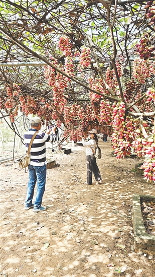 游客在禾雀花長廊拍照“打卡”。
