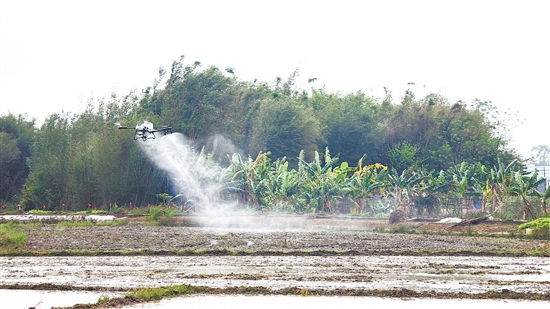 無人機(jī)現(xiàn)場(chǎng)演示噴藥效果。