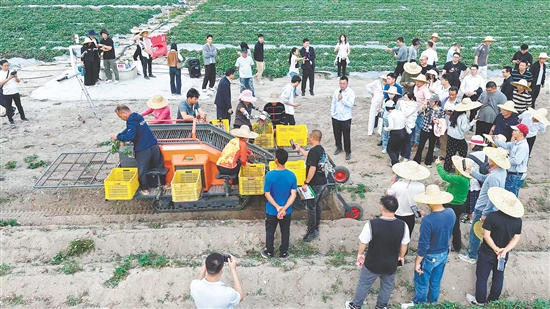 圖為沙蓢村現(xiàn)場(chǎng)展示機(jī)械化收獲番薯。