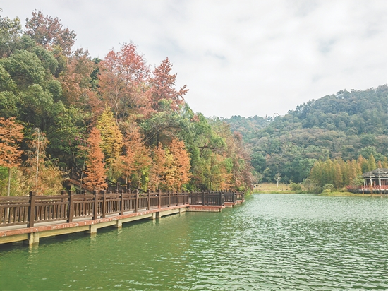 新會(huì)石澗公園大石頭風(fēng)景區(qū)羽杉景觀是新會(huì)綠美熱門打卡點(diǎn)。