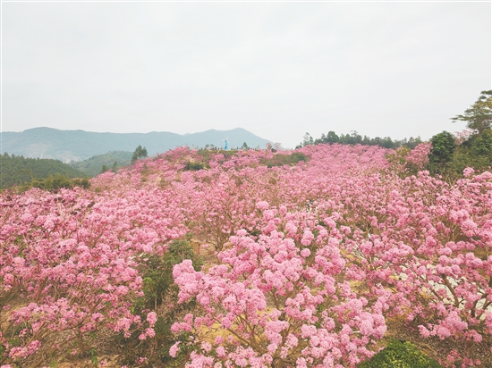 大澤鎮(zhèn)綠美生態(tài)園的紫花風(fēng)鈴木，每年冬天迎來最佳觀賞期，姹紫嫣紅的花朵漫山遍野。