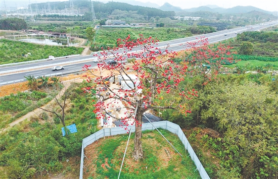 古木棉樹在科學(xué)遷移后，枝葉依舊繁茂，火紅的花朵如期盛放。