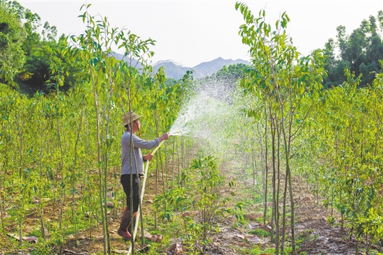 全鎮(zhèn)沉香種植面積達(dá)8000多畝，有效帶動群眾實(shí)現(xiàn)穩(wěn)定增收。