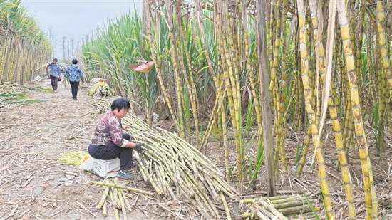 蔗農(nóng)砍蔗準(zhǔn)備拉到其他地方沿街叫賣。