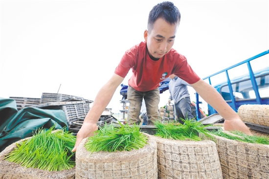 3月24日，在廣東江門臺山市都斛鎮(zhèn)，工作人員搬運(yùn)育好的秧苗。