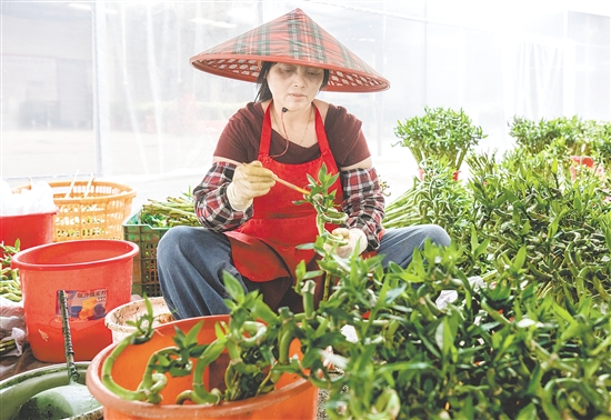 海宴花農(nóng)獨(dú)創(chuàng)螺旋彎竹培育技藝，贏得“富貴彎竹靠臺(tái)山”的行業(yè)美譽(yù)。