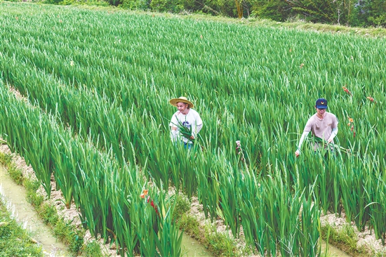 海宴鎮(zhèn)全域劍蘭花種植面積突破6000畝，主產(chǎn)區(qū)為永和村劍蘭花種植基地，產(chǎn)值突破1.2億元。