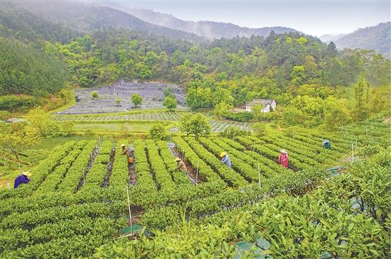 鶴山全市茶葉種植面積約1000公頃（1.5萬畝）。