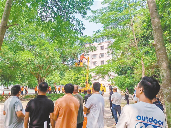 臺(tái)山市城市園林管理有限公司技術(shù)骨干為參訓(xùn)人員示范安全作業(yè)、精準(zhǔn)切割等規(guī)范步驟。