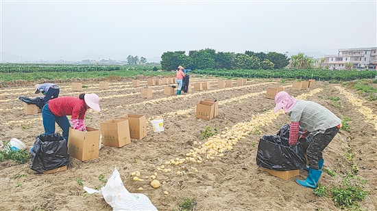 農(nóng)戶就地分揀、裝袋、轉(zhuǎn)運，新鮮馬鈴薯陸續(xù)進入市場與倉儲環(huán)節(jié)。