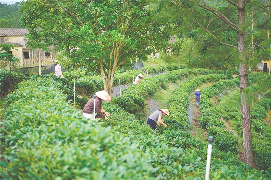 游客在黃亞山茶園體驗(yàn)采摘春茶。