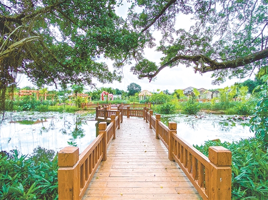 獨(dú)聯(lián)村打造大坑里榕樹(shù)公園，新建黑美山公園、靈菊公園等生態(tài)節(jié)點(diǎn)，處處見(jiàn)綠。