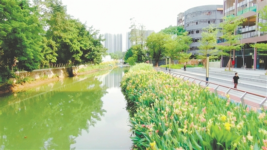 會城河經(jīng)過升級改造，面貌煥然一新。
