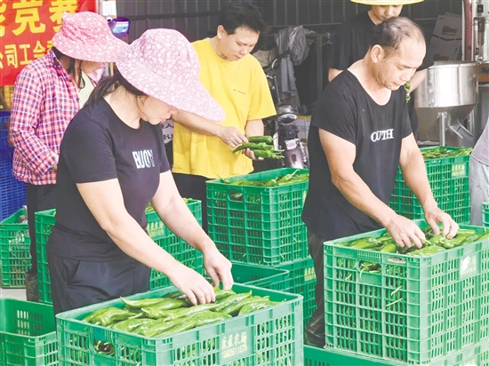 蔬果分裝賽場上，參賽人員比拼分揀效率與操作規(guī)范。