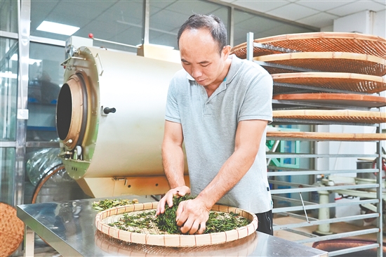 吳藝華對茶葉進(jìn)行手工揉捻。