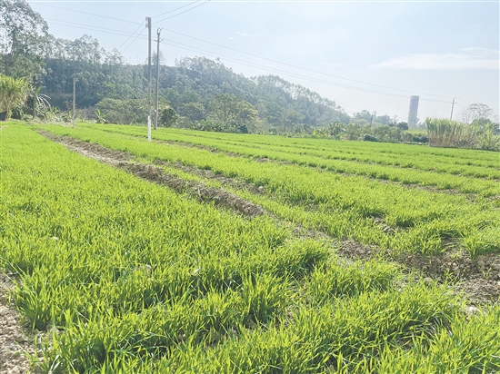 鶴山市全方位盤活閑置耕地資源，讓一片片“沉睡”的撂荒耕地重?zé)ㄉ鷻C(jī)，為糧食穩(wěn)產(chǎn)增產(chǎn)和鄉(xiāng)村振興筑牢堅(jiān)實(shí)基礎(chǔ)。