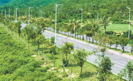 川島鎮(zhèn)人大代表帶頭植綠護(hù)綠，在上川島飛沙灘至高筍道路種下“綠美人大代表林”，筑牢鎮(zhèn)村生態(tài)屏障。